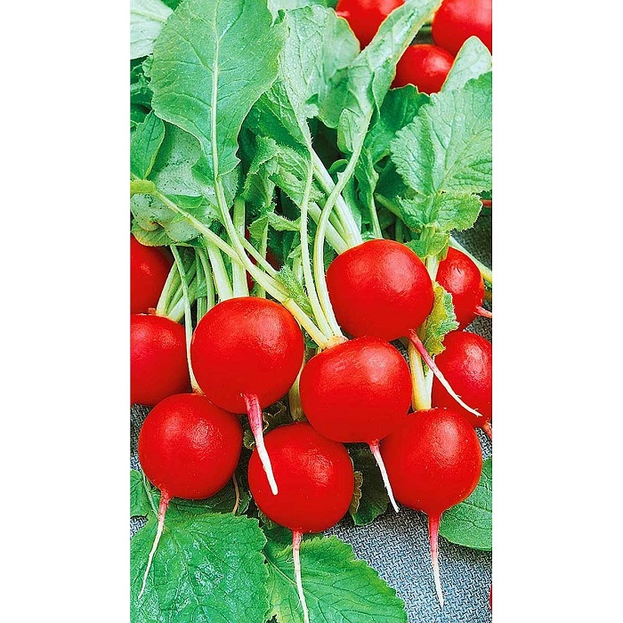 Семена Редис Глориет F1 Садовита Ц 0,5гр 