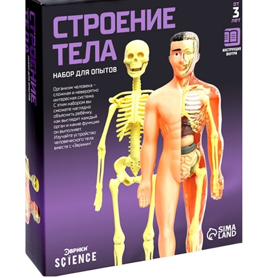 Набор для опытов «Строение тела», анатомия человека 2772939