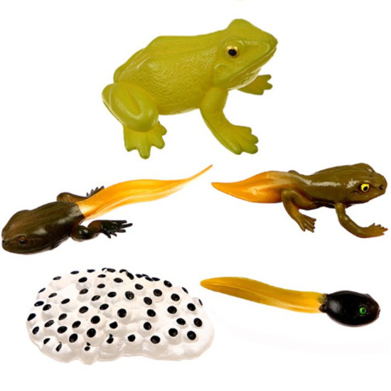 Обучающий набор «Этапы развития лягушки» 5 фигурок 9327145