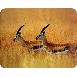 Коврик BURO BU-M40077 рисунок/антилопы