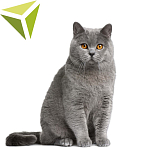 Товары для кошек