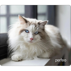 Коврик PERFEO "Cat", Рис.10 (340*280*4 мм)