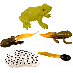 Обучающий набор «Этапы развития лягушки» 5 фигурок 9327145