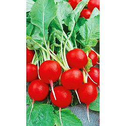 Семена Редис Глориет F1 Садовита Ц 0,5гр 