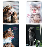 Блокнот А5 146х206мм, 80л, гребень, картон, клетка, BRAUBERG, Довольные коты, 114374