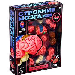 Набор для опытов «Строение мозга», анатомическая модель