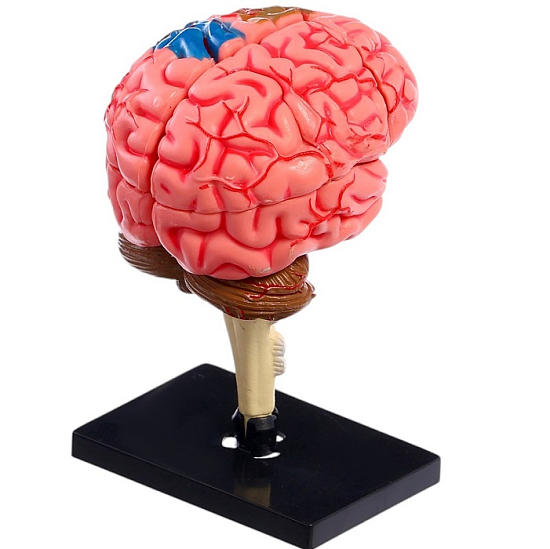 Набор для опытов «Строение мозга», анатомическая модель